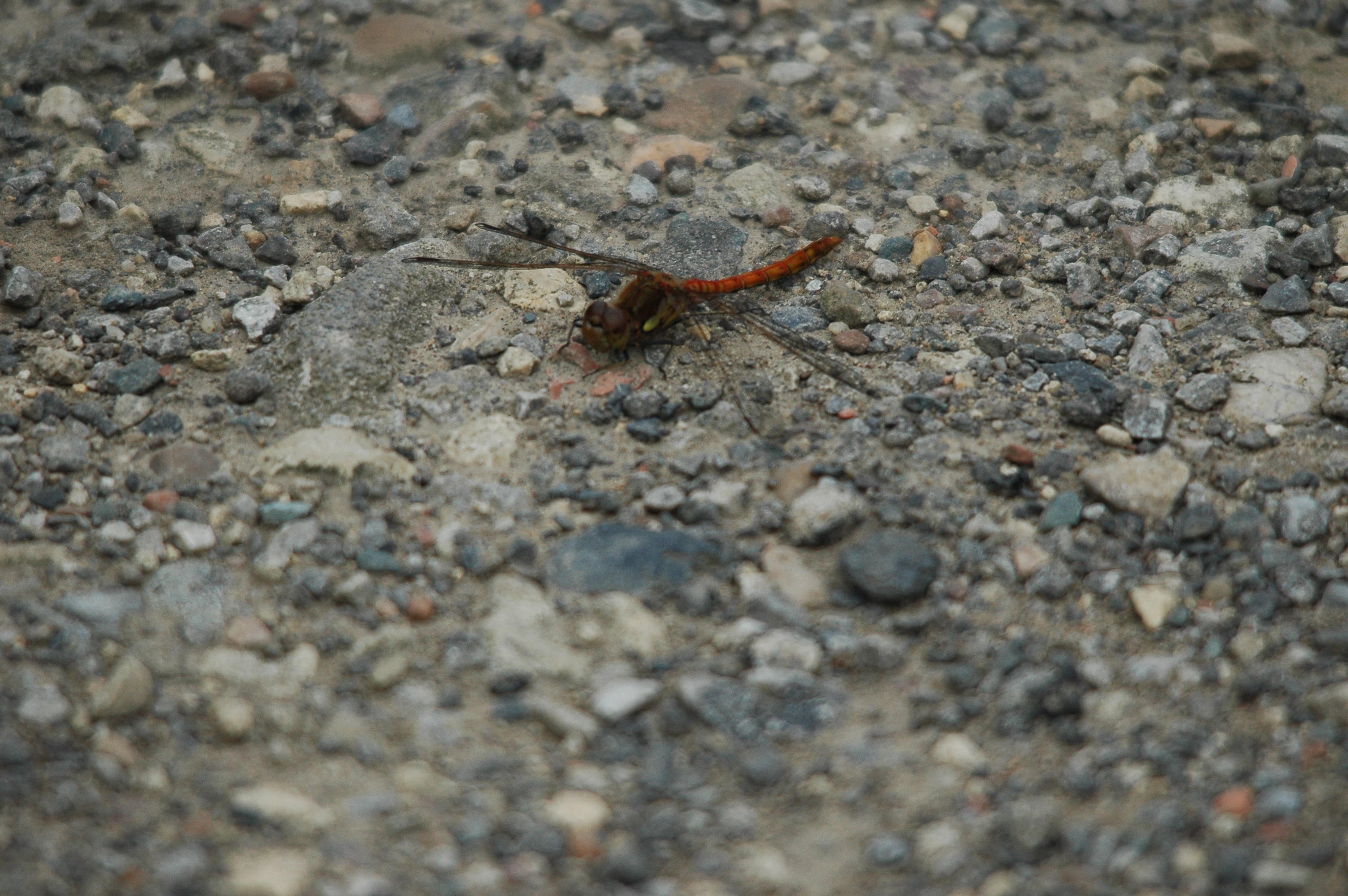 photos/wildlife/Invertebrate_Species/Dragonflies/Common Darter/dsc_2811.jpg